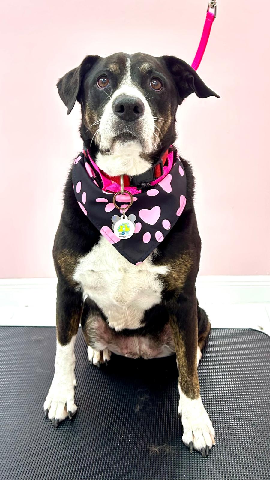 Large Dogs Full Service