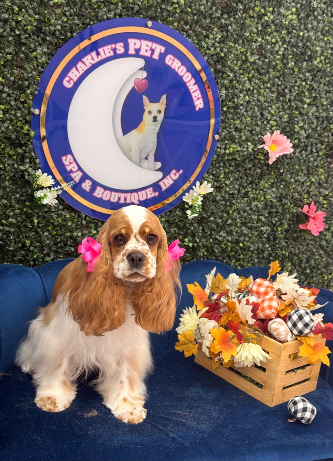 Meduim Dogs Full Service