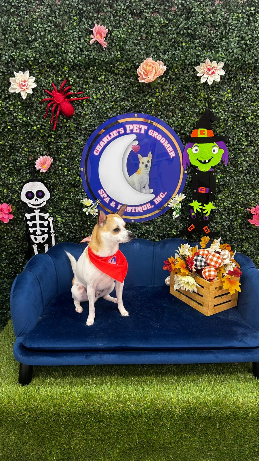 Small Dogs Full Service